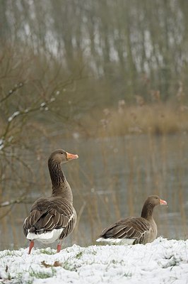 BUITEN BEELD Foto: 194759