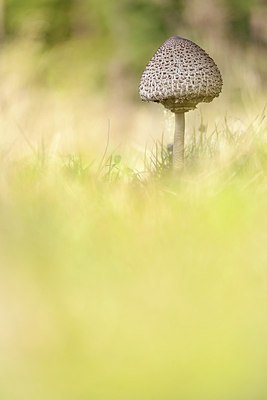 BUITEN BEELD Foto: 194775