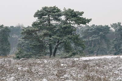 BUITEN BEELD Foto: 194859