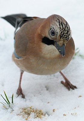 BUITEN BEELD Foto: 195030