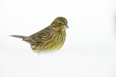 BUITEN BEELD Foto: 195046