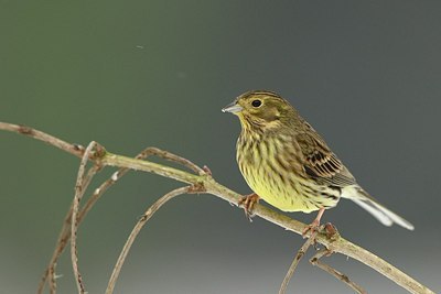 BUITEN BEELD Foto: 195053