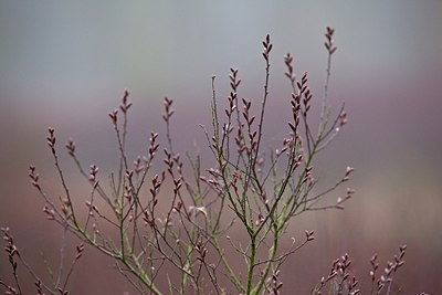 BUITEN BEELD Foto: 195087