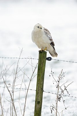 BUITEN BEELD Foto: 195157