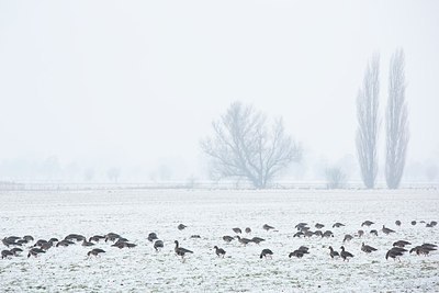 BUITEN BEELD Foto: 195520
