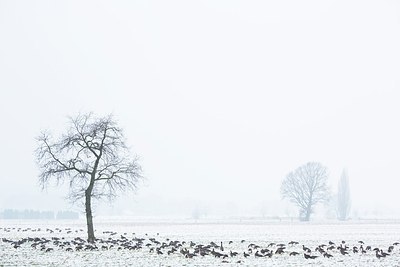 BUITEN BEELD Foto: 195522