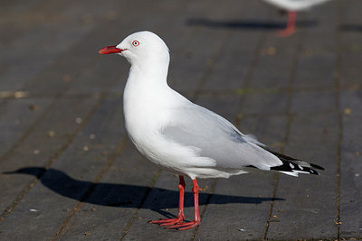 BUITEN BEELD Foto: 195736