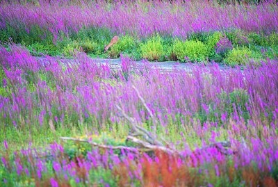 BUITEN BEELD Foto: 195777