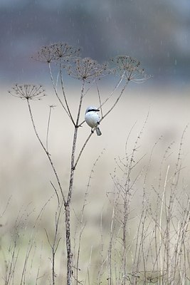 BUITEN BEELD Foto: 195808