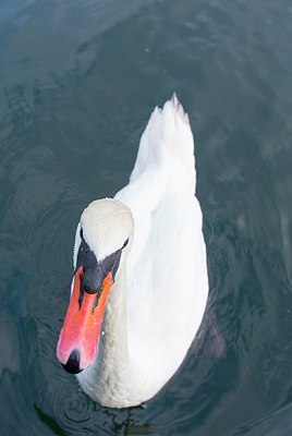 BUITEN BEELD Foto: 196020