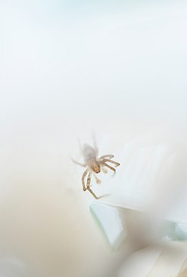 BUITEN BEELD Foto: 196023