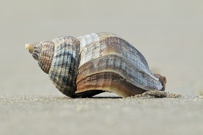 BUITEN BEELD Foto: 196221