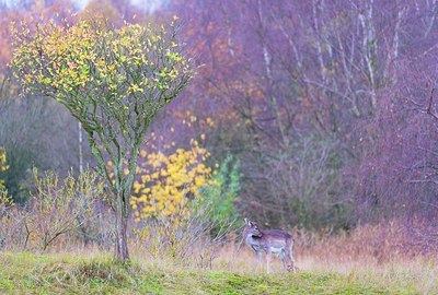 BUITEN BEELD Foto: 196304