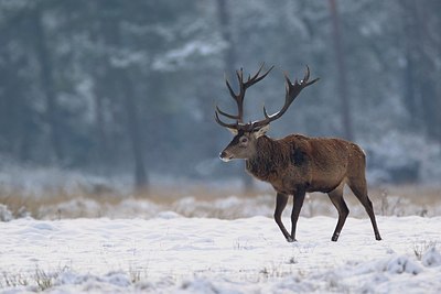 BUITEN BEELD Foto: 196463