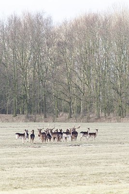 BUITEN BEELD Foto: 196977