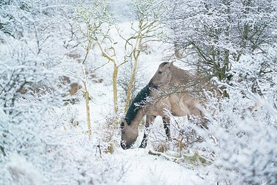 BUITEN BEELD Foto: 197294