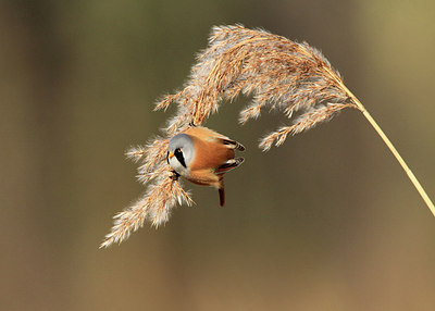 BUITEN BEELD Foto: 197330