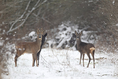 BUITEN BEELD Foto: 197356