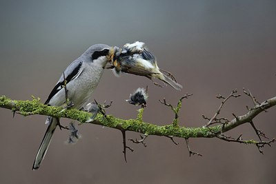 BUITEN BEELD Foto: 197623