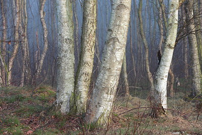 BUITEN BEELD Foto: 197858