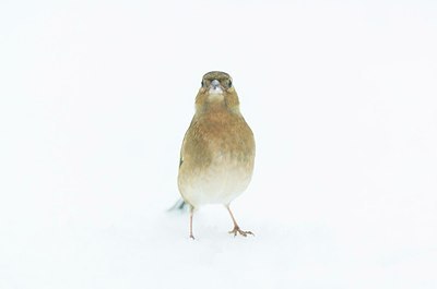 BUITEN BEELD Foto: 198291