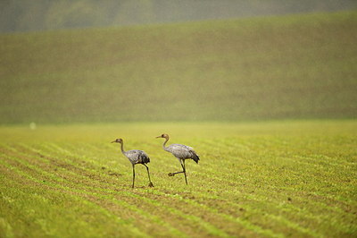 BUITEN BEELD Foto: 198328