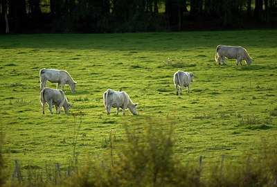 BUITEN BEELD Foto: 198439