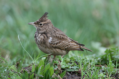 BUITEN BEELD Foto: 1044