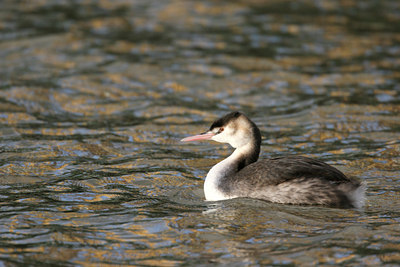 BUITEN BEELD Foto: 1047