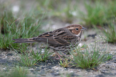 BUITEN BEELD Foto: 1059