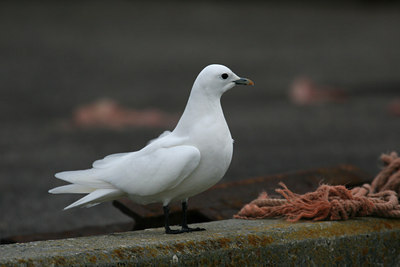 BUITEN BEELD Foto: 1061