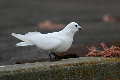 BUITEN BEELD Foto: 1064