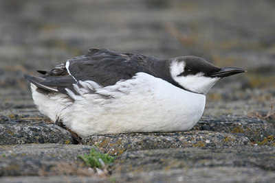 BUITEN BEELD Foto: 1067