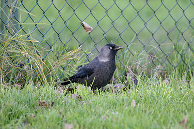 BUITEN BEELD Foto: 1078