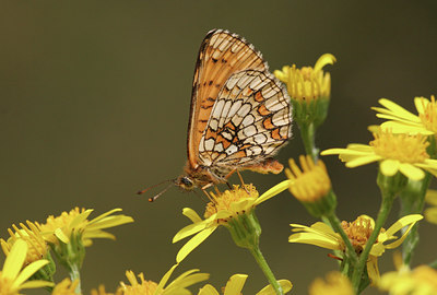 BUITEN BEELD Foto: 1085