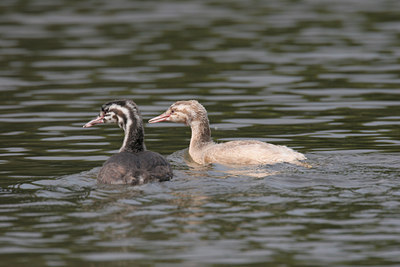 BUITEN BEELD Foto: 1125