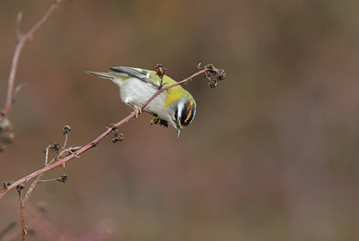 BUITEN BEELD Foto: 1137