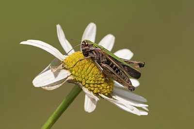 BUITEN BEELD Foto: 1140