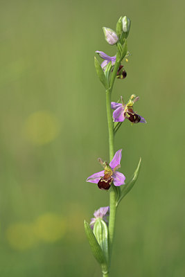 BUITEN BEELD Foto: 1162