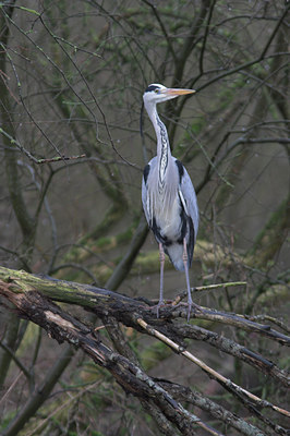 BUITEN BEELD Foto: 1164