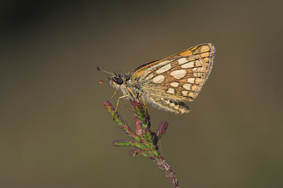 BUITEN BEELD Foto: 1166