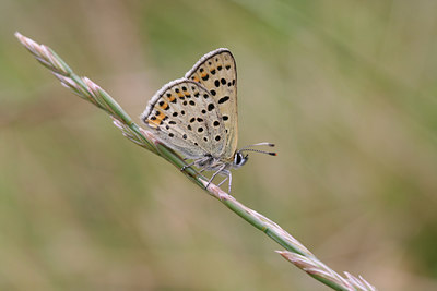 BUITEN BEELD Foto: 1169