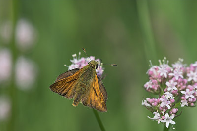 BUITEN BEELD Foto: 1181