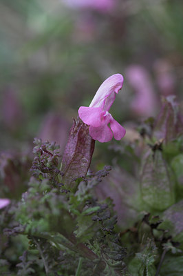 BUITEN BEELD Foto: 1186