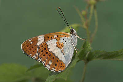 BUITEN BEELD Foto: 1191