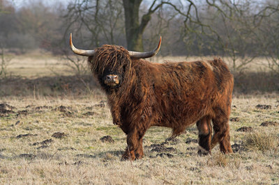 BUITEN BEELD Foto: 1208