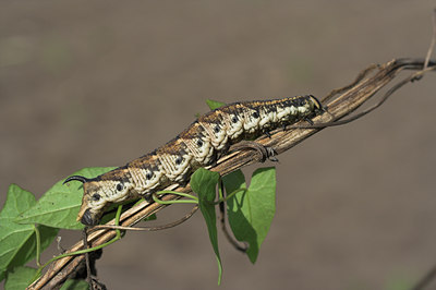 BUITEN BEELD Foto: 1229