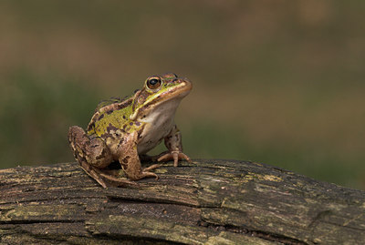 BUITEN BEELD Foto: 1235