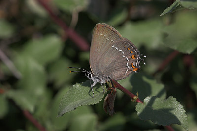 BUITEN BEELD Foto: 1239