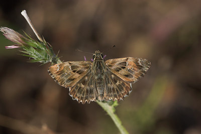 BUITEN BEELD Foto: 1241